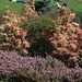 Pieris japonica , bruyère et camellia