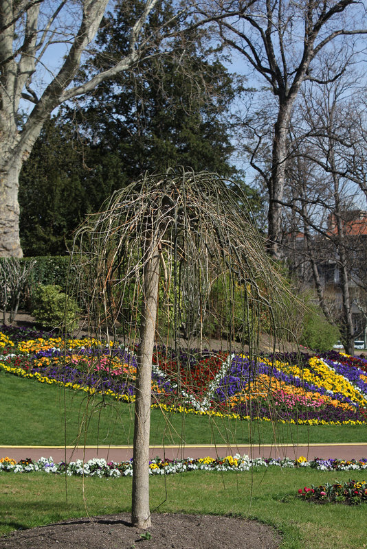 Sophora pendula