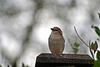 Hopeful Sparrow