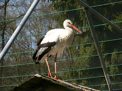 Storch am Giebel