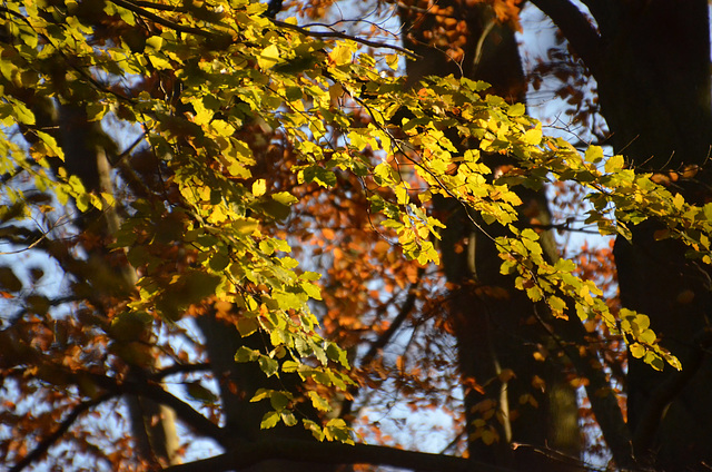 Remnants of Autumn -3