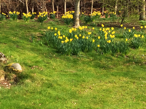 Daffodil bank