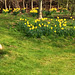 Daffodil bank