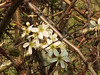 Blackthorn blossom