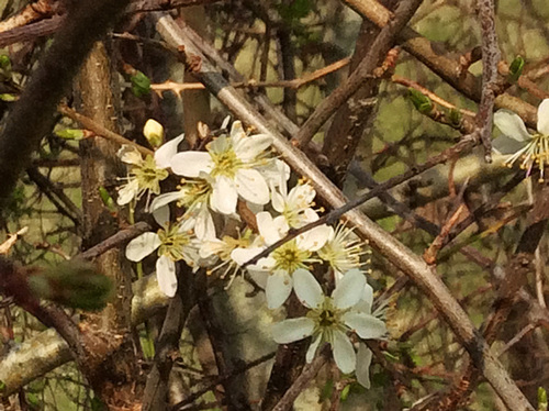 Blackthorn blossom