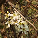 Blackthorn blossom