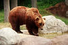 Kamchatka Brown Bear 2