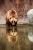 Kamchatka Brown Bear 4