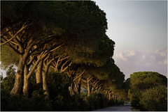 maremma pine trees (2)