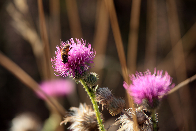 Bee & Thistle