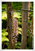 abbotsbury fence