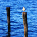 Two Poles & A Bird
