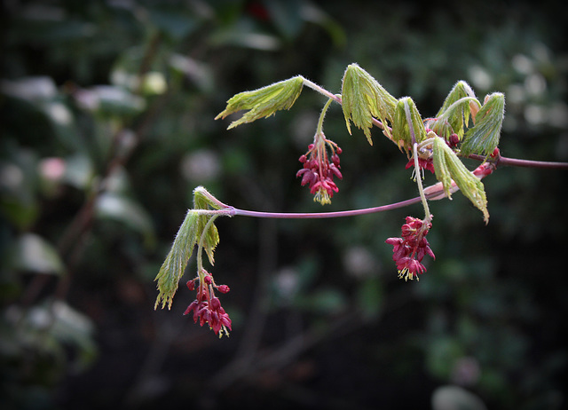 Acer aconitifolium