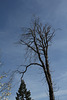 Marronnier sur ciel