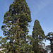 Les géants- Sequoiadendron giganteus