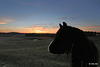 Who said horses don't enjoy sunsets?