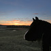 Who said horses don't enjoy sunsets?