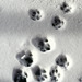 Paw Prints