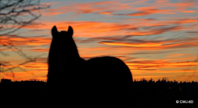 Sunset this evening looked as if it had been painted in watercolours - he thought so too!