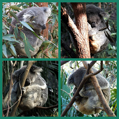 koalas_doing_what_koalas_do