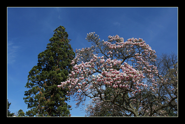 Duo -Séquoïa et Magnolia