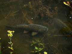 Carp mulling around