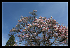 Magnolia soulangeana