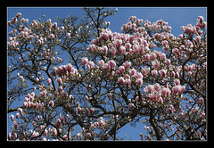 Magnolia soulangeana  (3)