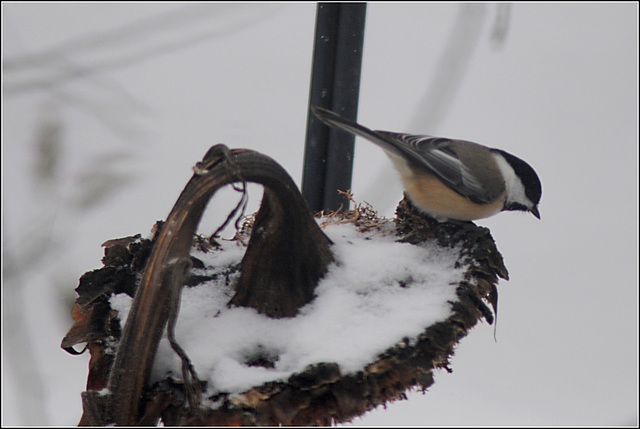 Chickadee