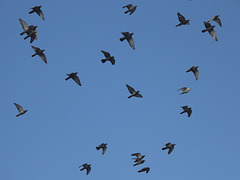 Flock of birds