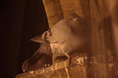 Pigeon outside hotel window