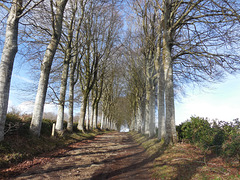 bois d'Amour PONT AVEN,