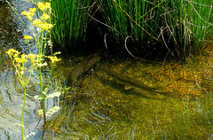 Gar fish swimming