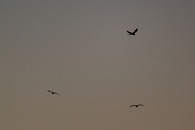 Hovering kestrel over black-headed gulls