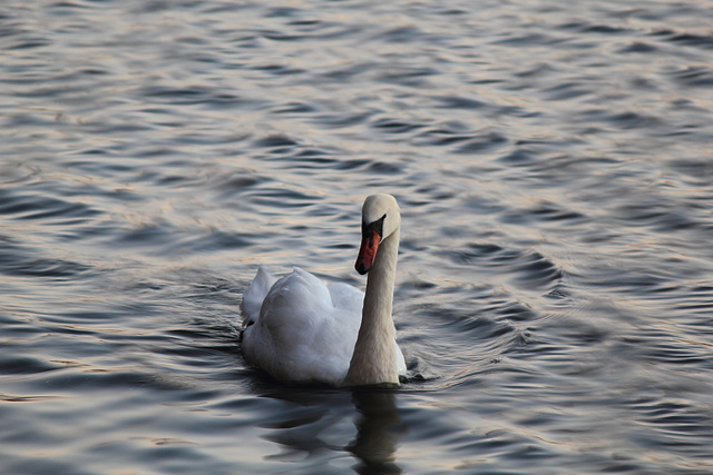 Swan, Weymouth Swannery