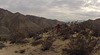 Chuckwalla Bill's (31225)