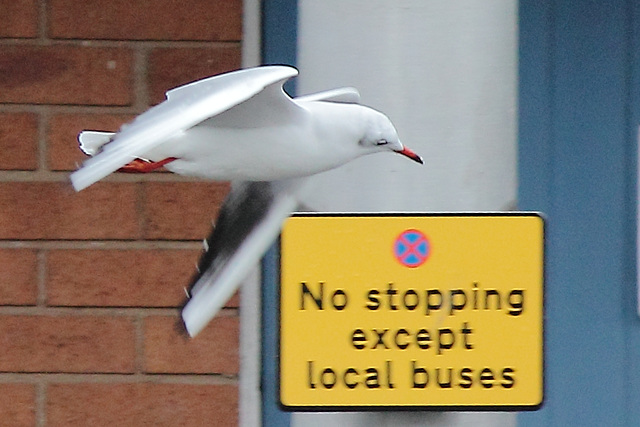 Observant and law-abiding black-headed gull