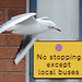 Observant and law-abiding black-headed gull