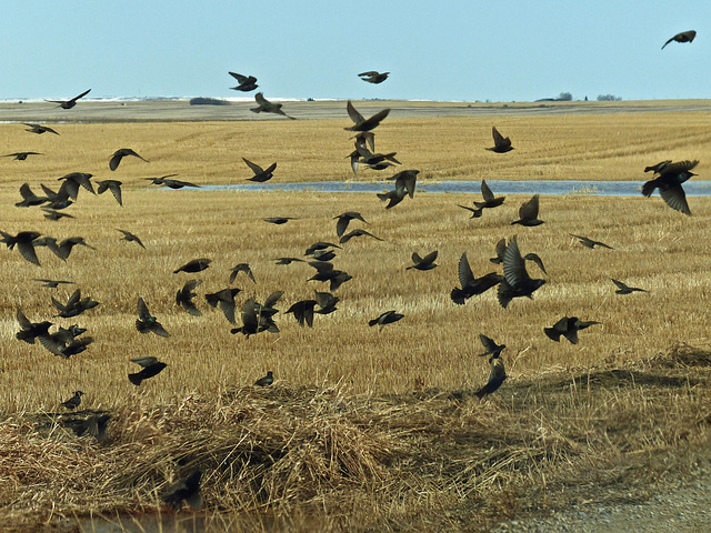 Starling murmuration.jpg