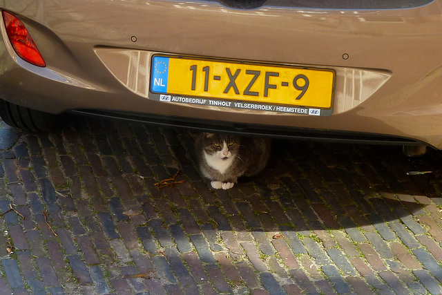 Car with cat