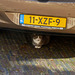 Car with cat