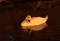 IMG_6940_dpp IMG_6940_dpp
