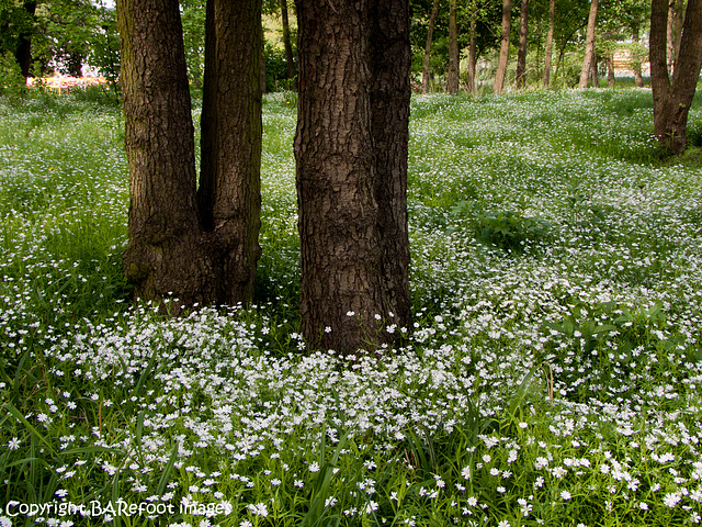 white_woodland