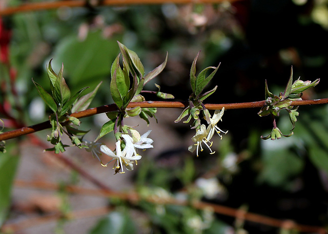 Lonicera fragrantissima