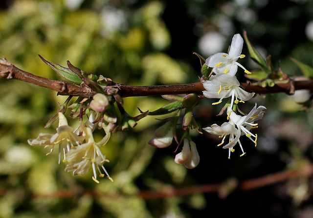 Lonicera fragrantissima