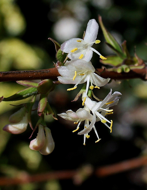 Lonicera fragrantissima (2)