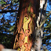 The positively odd bark of the curious Madrone.