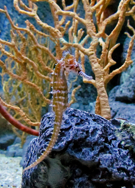 Seahorse