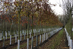 Im Baumschulland II - In Tree Nursery Country II