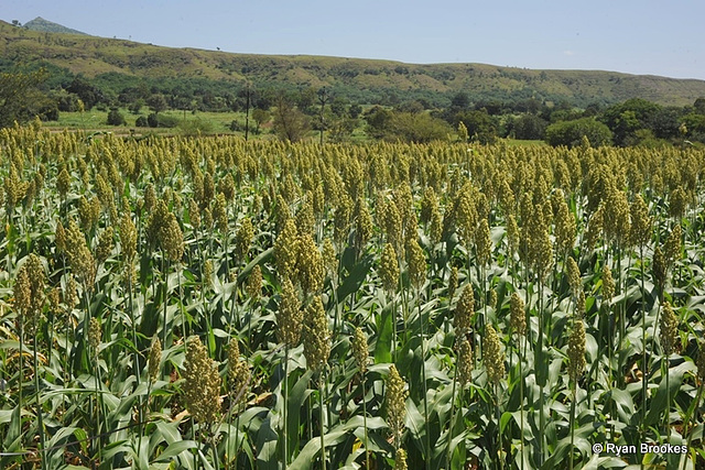 20110925-6287 Sorghum bicolor (L.) Moench